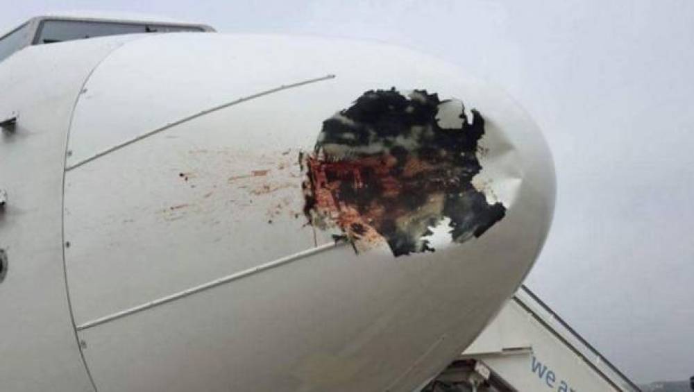 तेजी से बढ़ रही है बर्ड स्ट्राइक की घटनाएं, एविएशन इंडस्ट्री के लिए बन रही गंभीर चुनौती