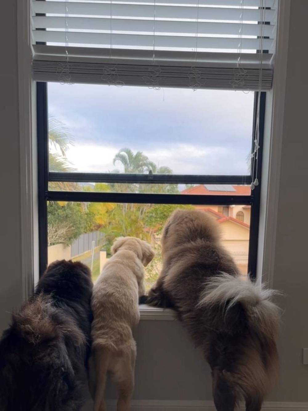 तीन कुत्तों का वीडियो बना 50 हजार डॉलर का झटका, ऑस्ट्रेलियाई महिला व्यापारी की इंस्टाग्राम प्रोफाइल बैन