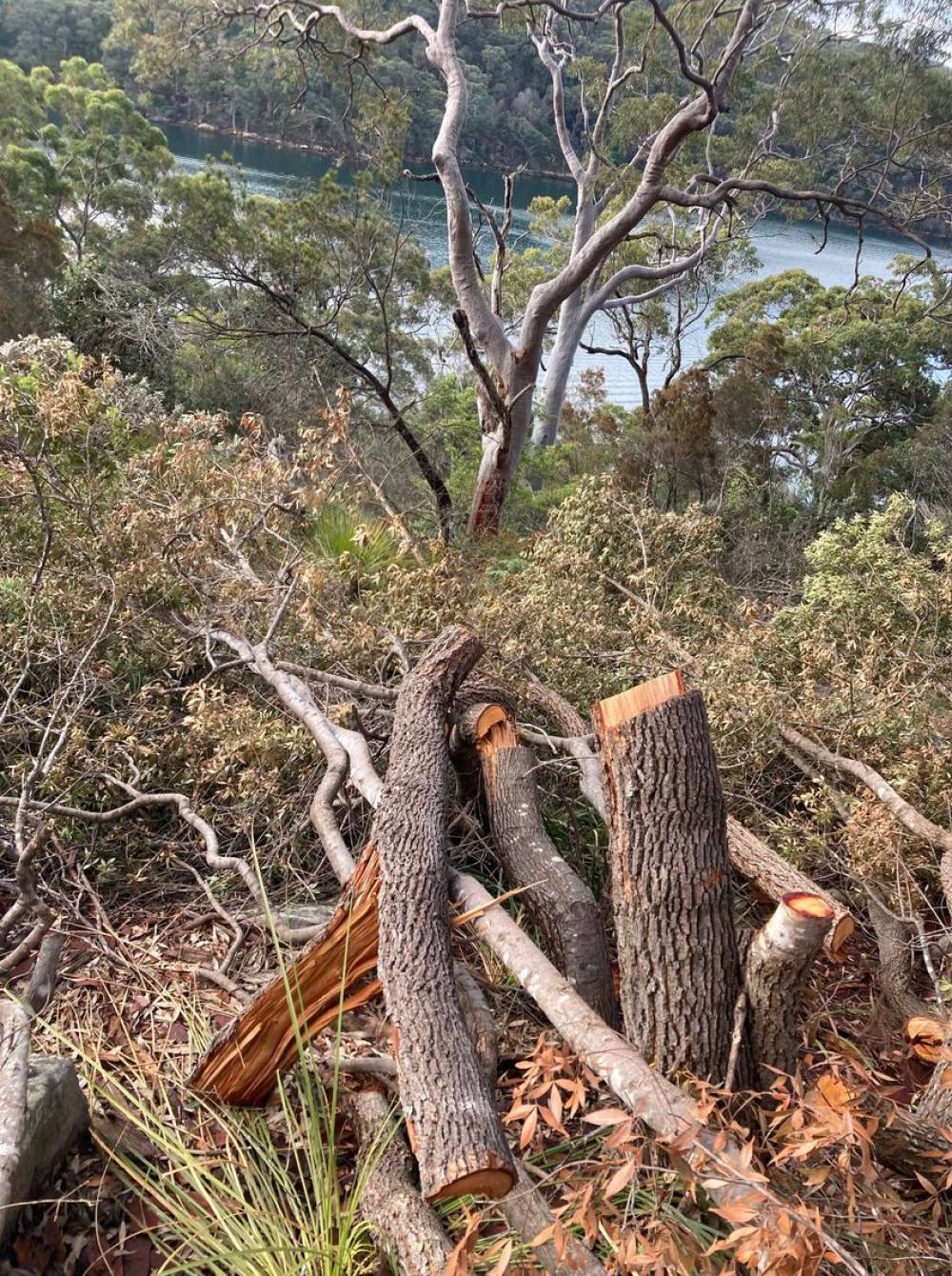 ट्री वैंडल्स या वन्यजीव रक्षक? सिडनी काउंसिल ने स्वयंसेवकों के खिलाफ कड़ा रुख अपनाया