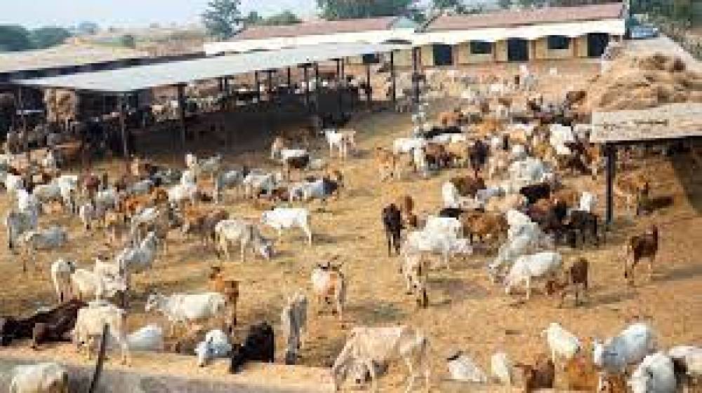 भारत अड़ा. डेयरी को लेकर नो-डील! क्योंकि 8 करोड़ किसानों को हो जाएगा 1 लाख करोड़ का नुकसान