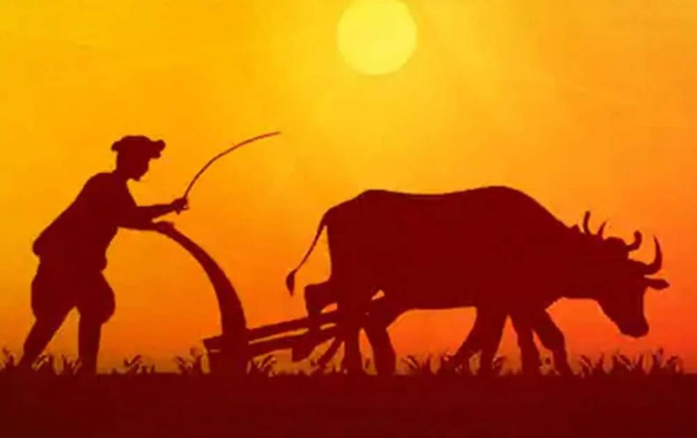 चाचा-भतीजी ने की लव मैरिज, गांववालों ने सज़ा में खेत में चलवाया हल