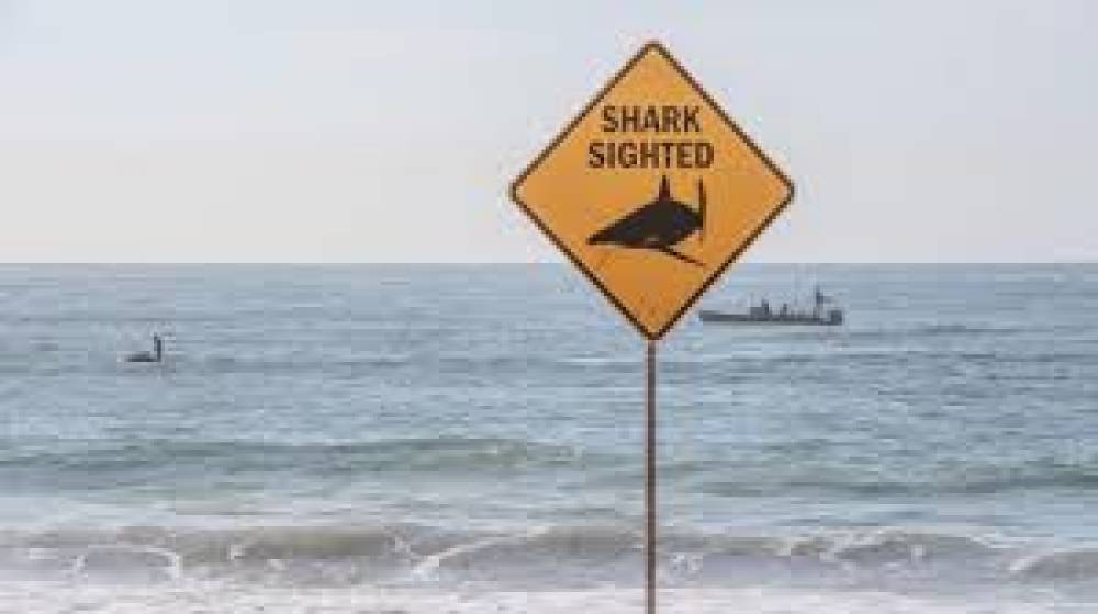 शार्क जाल हटाने का फैसला टला, सिडनी हादसे के बाद सीएम मिन्स का बयान